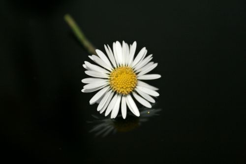 daisy flowers nature