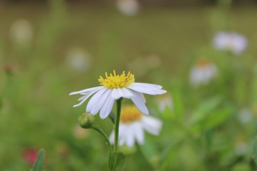 daisy flowers bloom