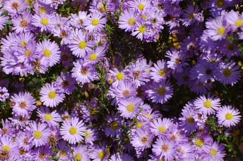 daisy purple bloom