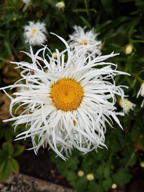 daisy nature floral