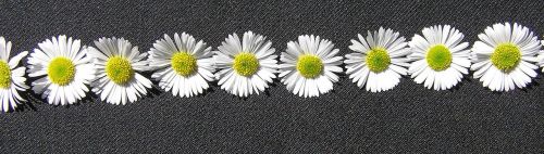 daisy white pattern