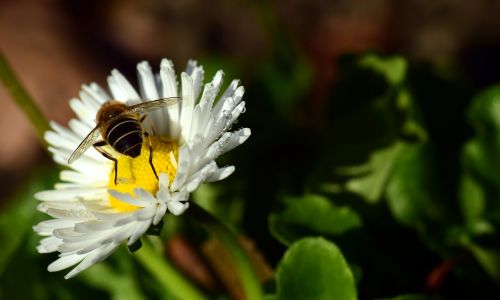 daisy geese flower white