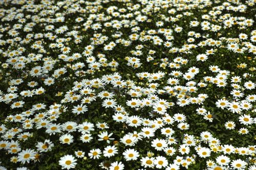 daisy daisies flower