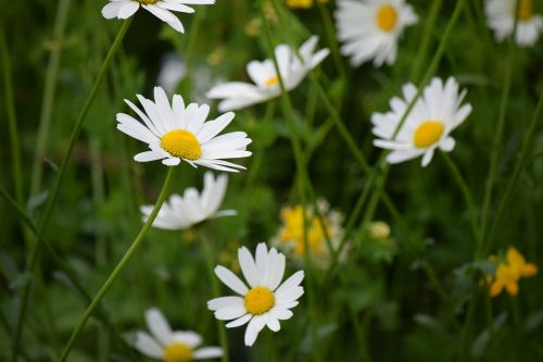 daisy flower spring