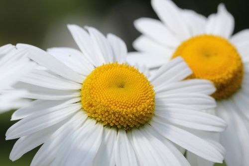 daisy wildflower summer