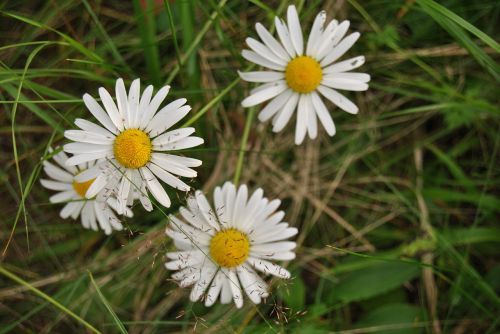 daisy flower natural flower