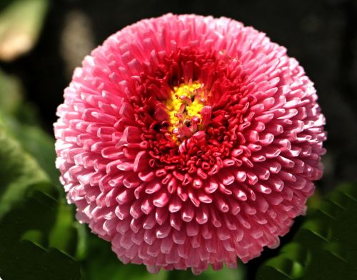 daisy flower pink