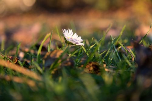 daisy flower pointed flower