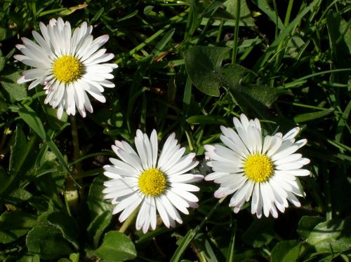 daisy blossom bloom