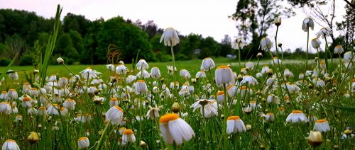 daisy flowers field