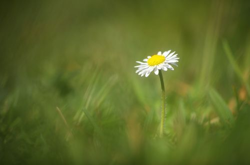 daisy flower white