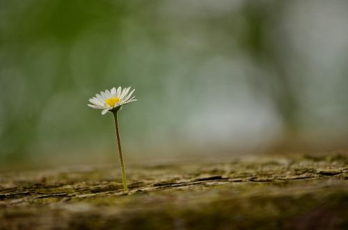 daisy flower spring