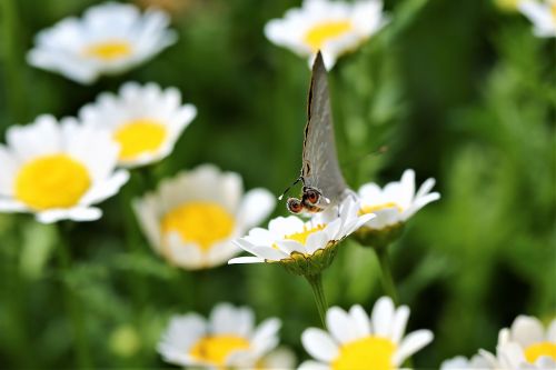 daisy flower butterfly