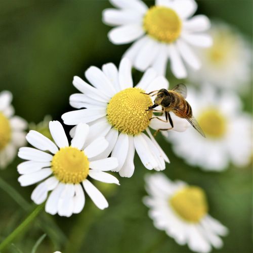 daisy flower bee