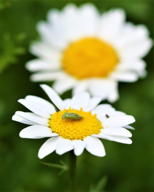 daisy flower insect