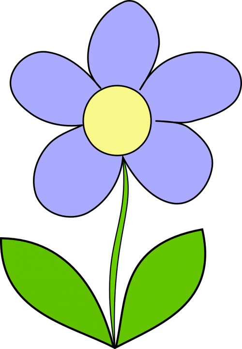 daisy purple flower