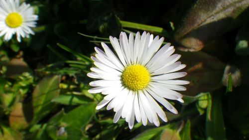 daisy flower nature