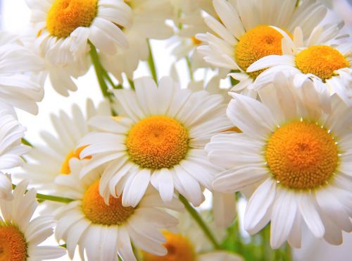 daisy flower chamomile
