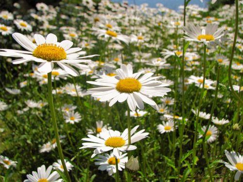 daisy flower nature