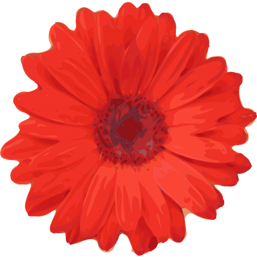 daisy flower red