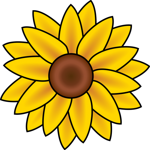daisy flower yellow