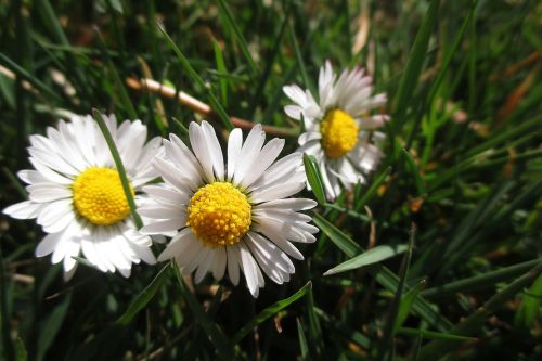 daisy spring white