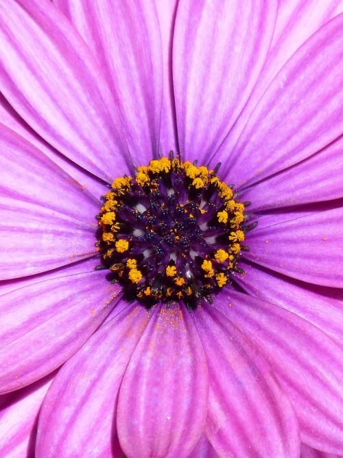 daisy purple magenta