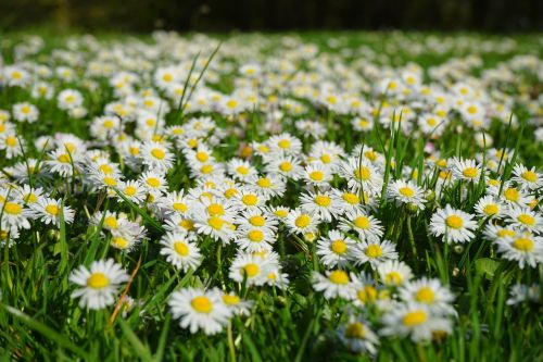 daisy flower carpet white