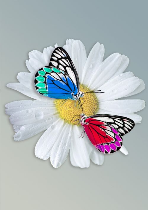 daisy butterfly insect
