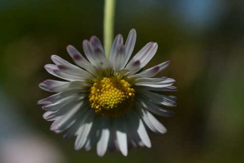 daisy flower white