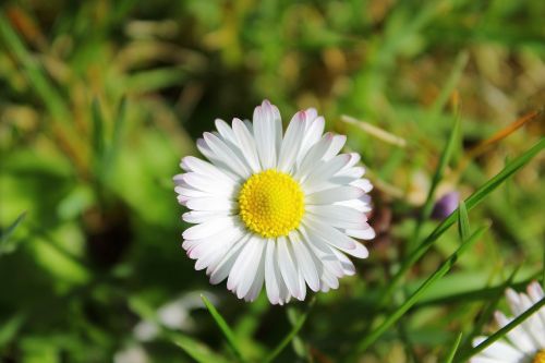 daisy white flourishing