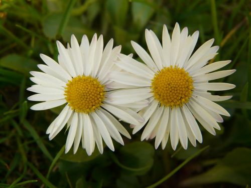 daisy plant garden