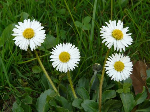 daisy plant garden