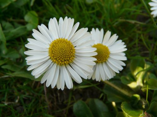 daisy plant garden