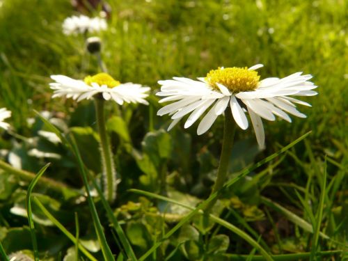 daisy plant garden