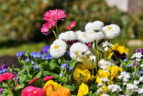 daisy daisies harbinger of spring