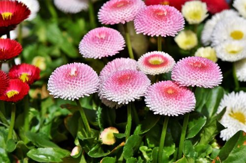 daisy geese flower spring