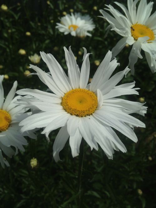 daisy springtime flowers