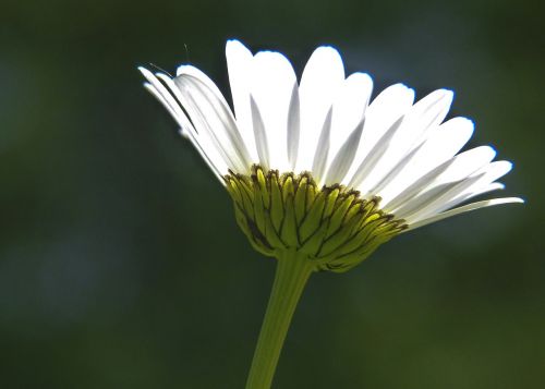 daisy flower marguerite