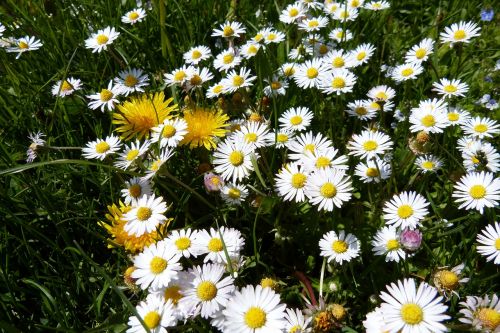 daisy meadow flowers