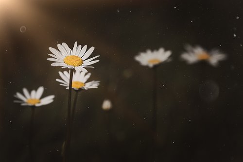 daisy  pointed flower  nature