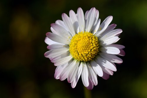 daisy  small  white