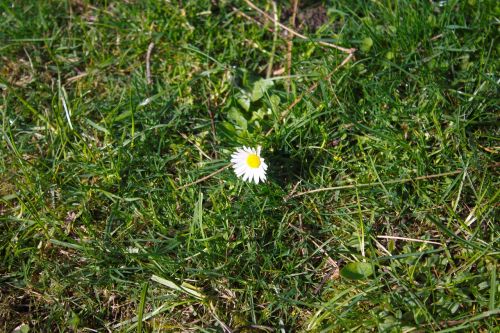 daisy flower plant