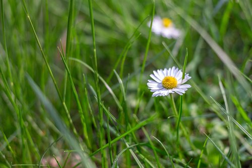 daisy  nature  grass