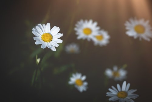 daisy  flower  pointed flower