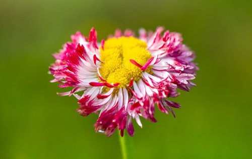 daisy  nature  flower