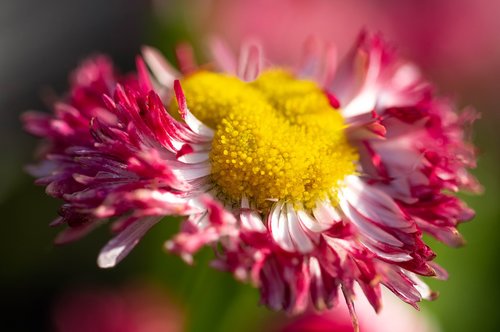 daisy  nature  flower