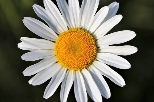 daisy  leucanthemum vulgare  macro