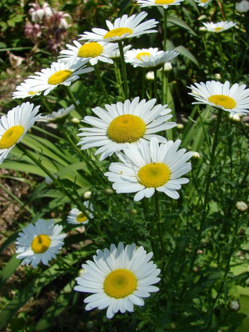 daisy flowers spring