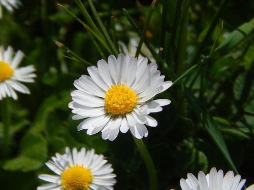 daisy  flower  keywords fotomontáž
